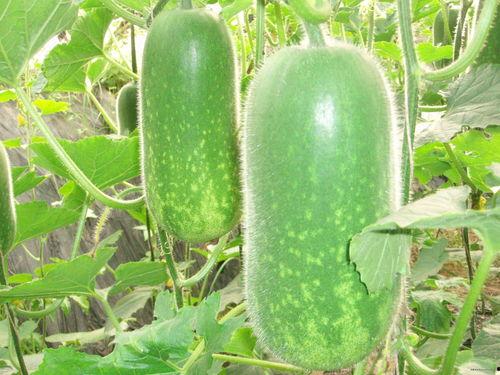 正能量网红吃瓜图片,正能量网红带你感受生活甜蜜滋味 第1张 正能量网红吃瓜图片,正能量网红带你感受生活甜蜜滋味 第1张